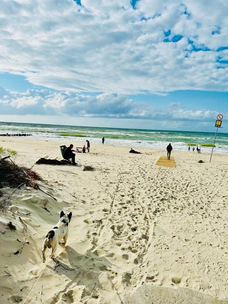 Pies na wydmie nad szeroką plażą w Mielenku