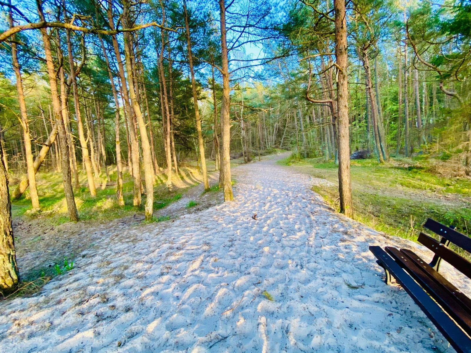 Piaszczysta ścieżka z ławką przez sosnowy las prowadząca na plażę
